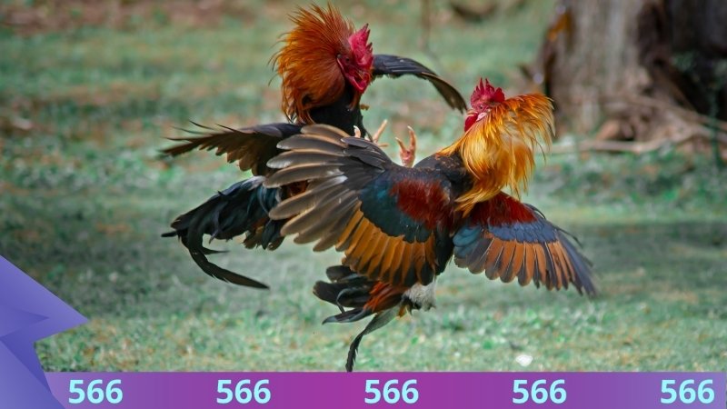 Đá gà 566 mang đến ba hình thức thi đấu hấp dẫn