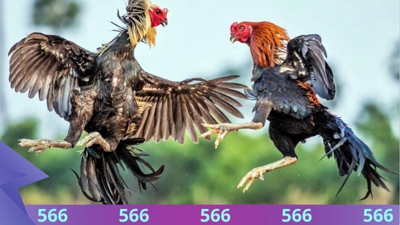 Đá gà 566 sân đấu trực tuyến đỉnh cao tại nhà cái