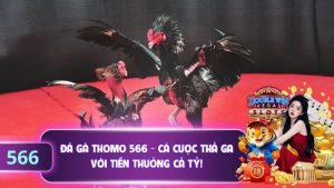 Đá Gà Thomo 566 - Cá Cược Thả Ga Với Tiền Thưởng Cả Tỷ!