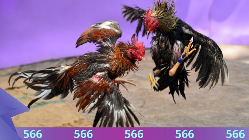 Hình thức đá gà cựa sắt 566 được hiểu thế nào?