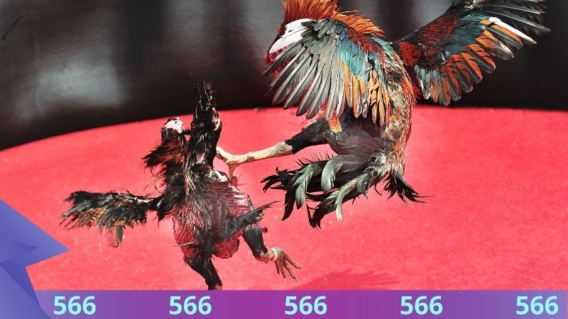 Luật chơi đấu kê dùng cựa sắt hội viên phải nằm lòng