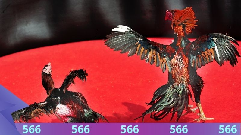 Những con giống được dùng trong thi đấu cựa sắt thường gặp