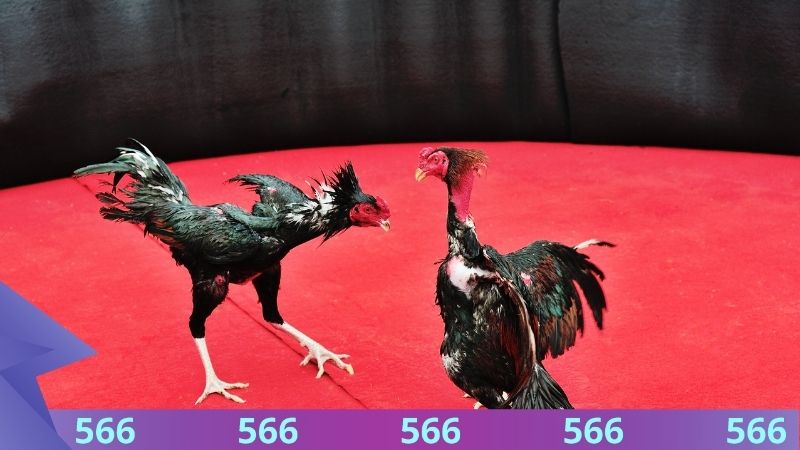 Tổng quan về hình thức đá gà Thomo 566 Tổng quan về hình thức đá gà Thomo 566